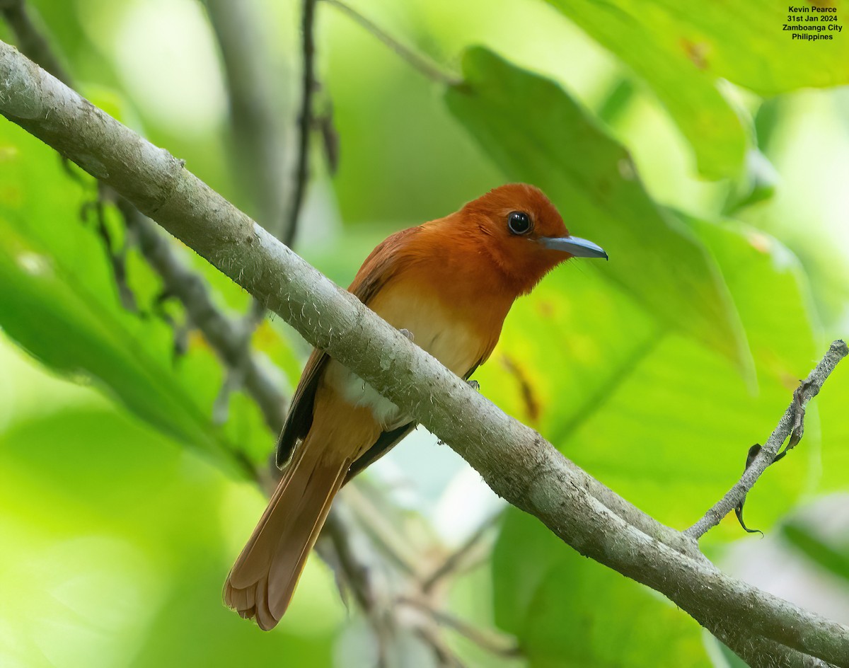 Rufous Paradise-Flycatcher - Kevin Pearce