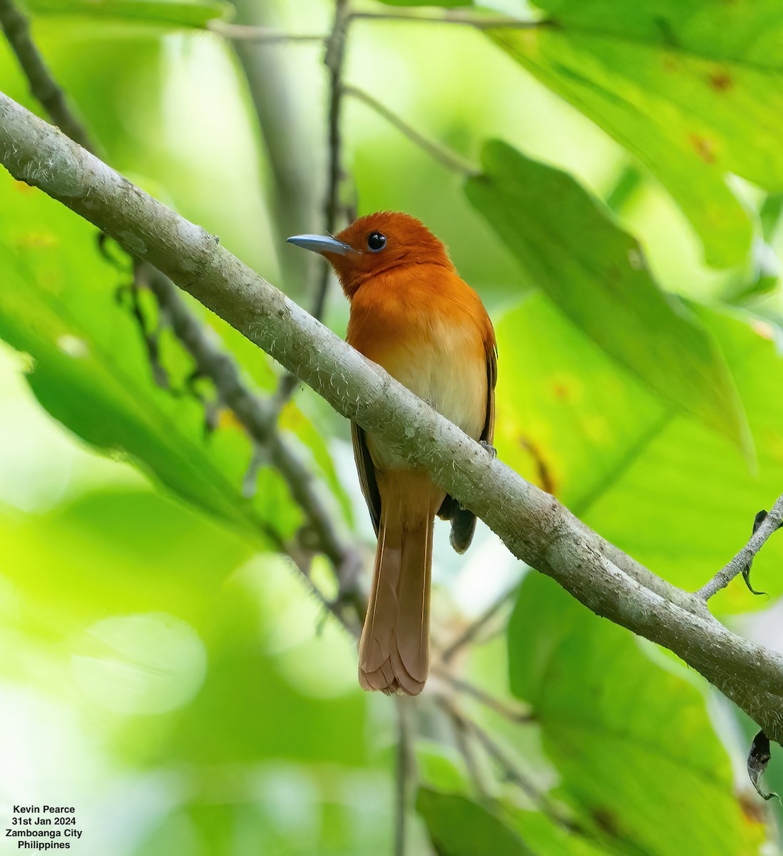 Rufous Paradise-Flycatcher - Kevin Pearce