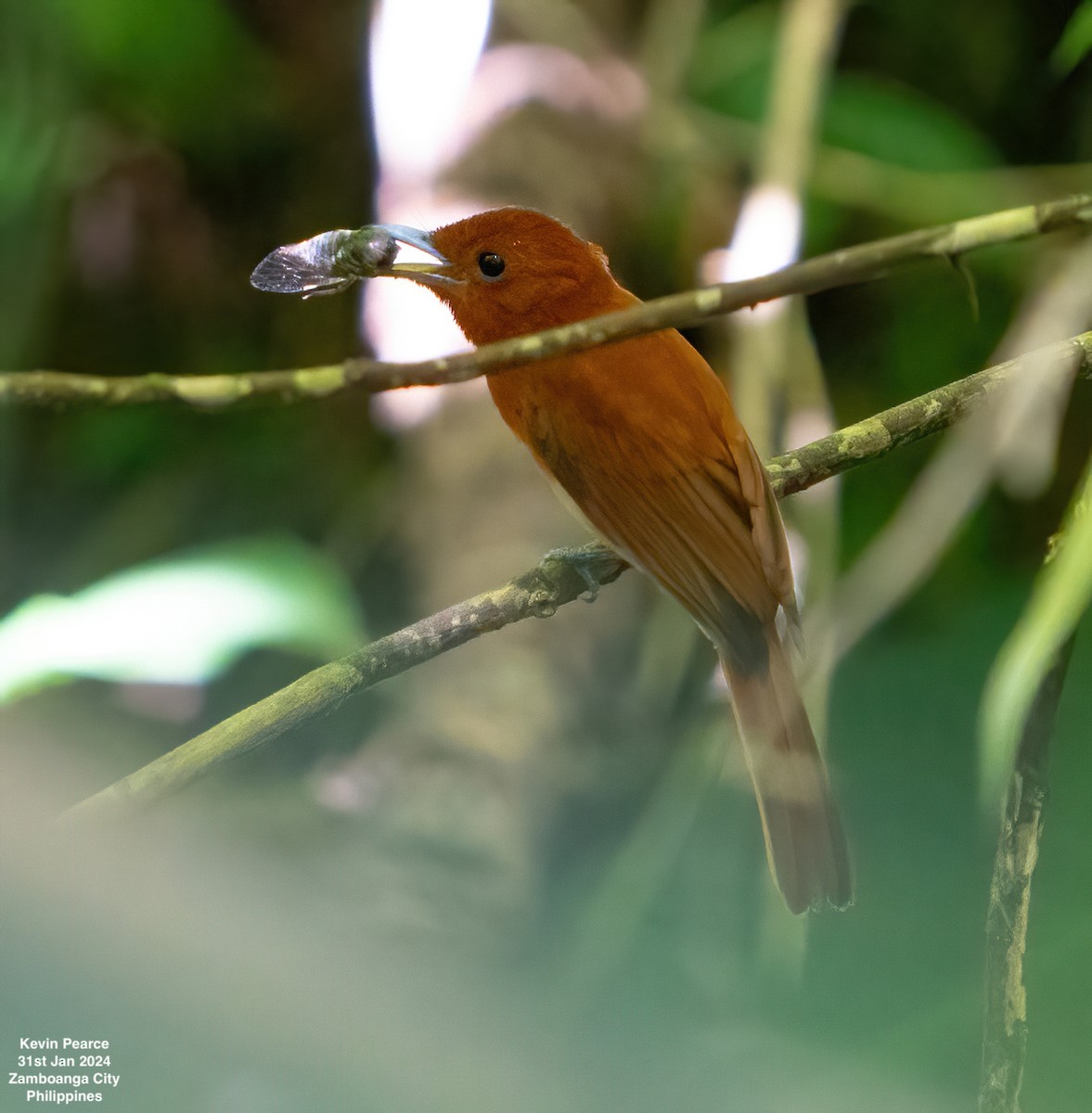 Rufous Paradise-Flycatcher - Kevin Pearce