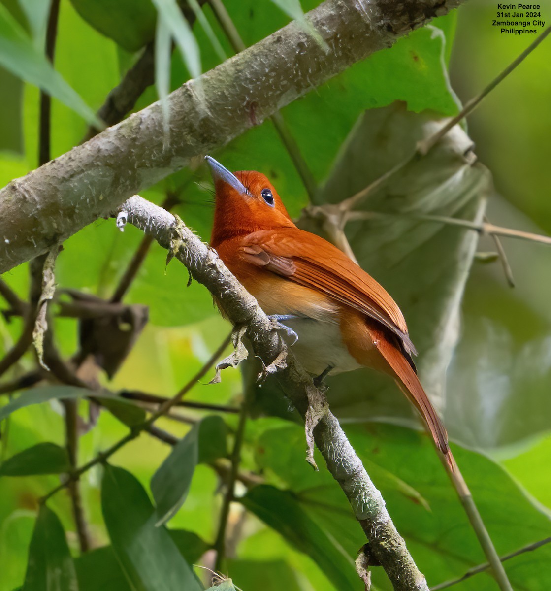 Rufous Paradise-Flycatcher - Kevin Pearce