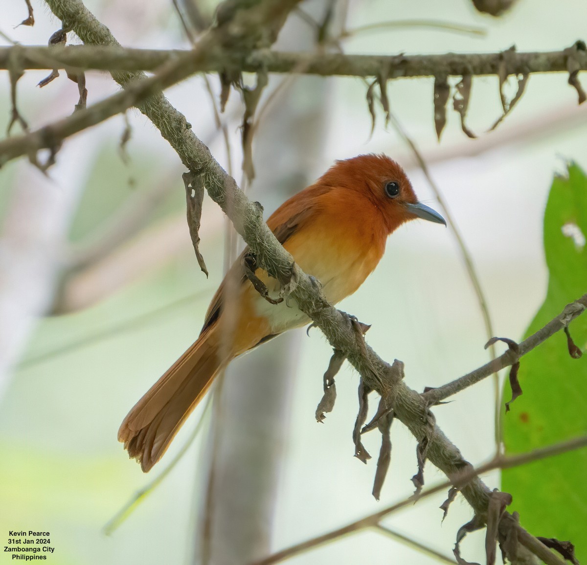 Rufous Paradise-Flycatcher - Kevin Pearce