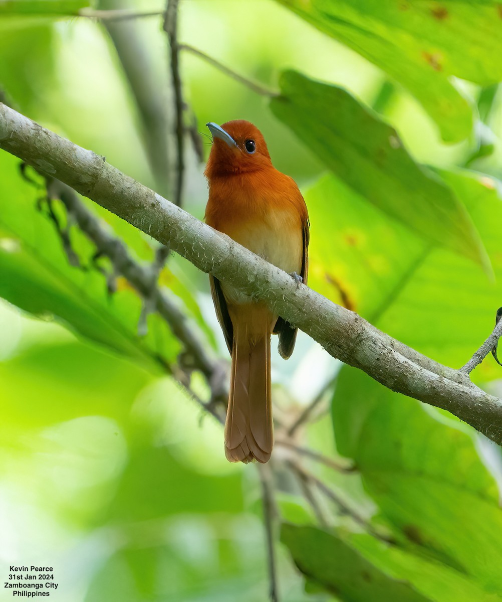 Rufous Paradise-Flycatcher - Kevin Pearce