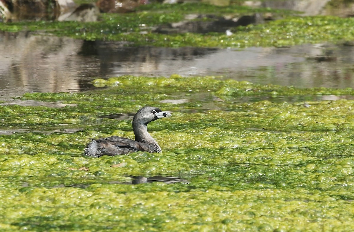 Pied-billed Grebe - ML614296846