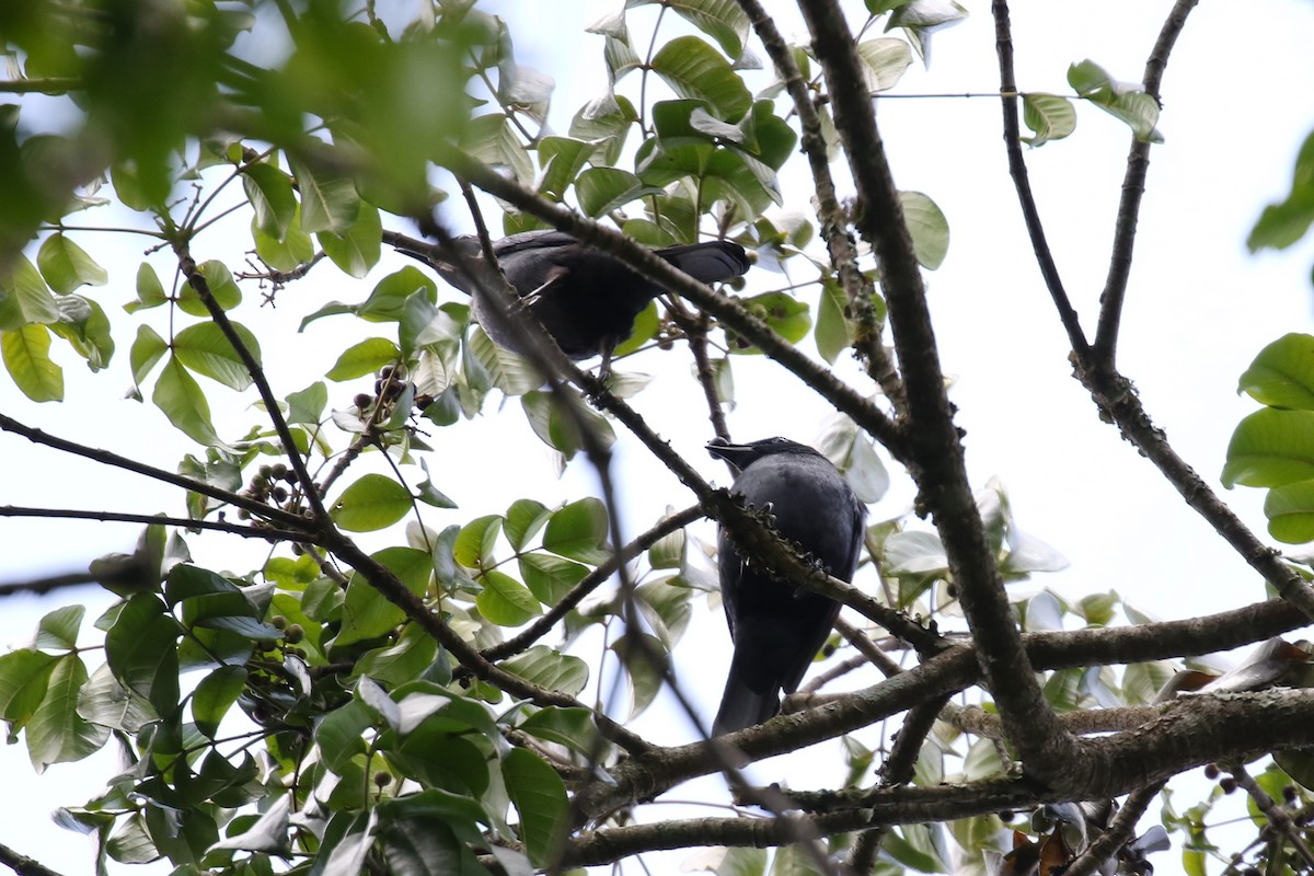 Kenrick's Starling - ML614296848