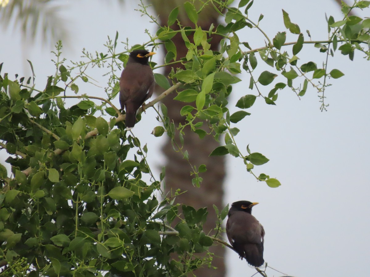 Common Myna - ML614296851