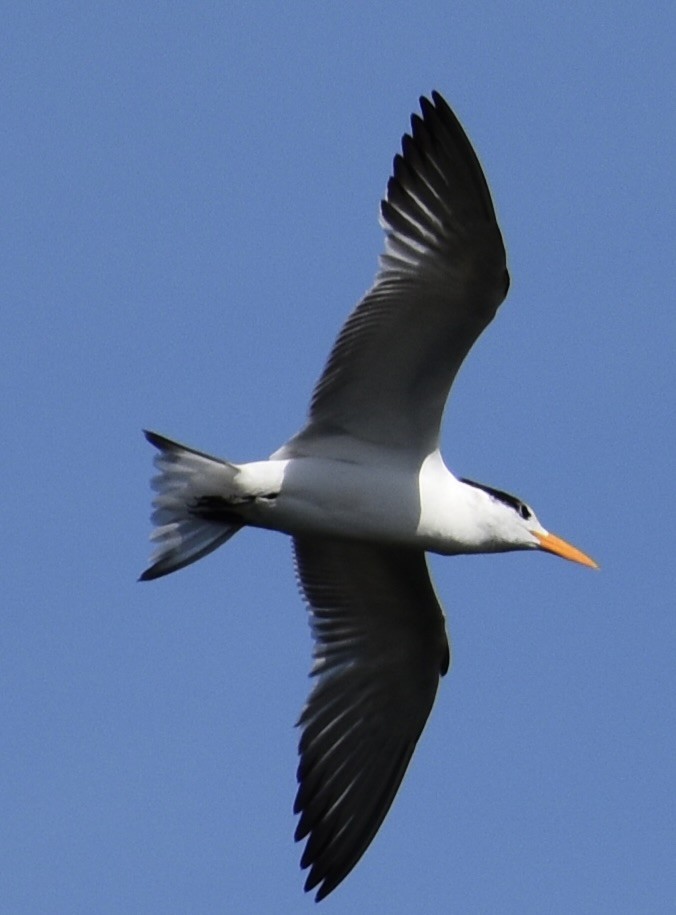 Royal Tern - ML614296852