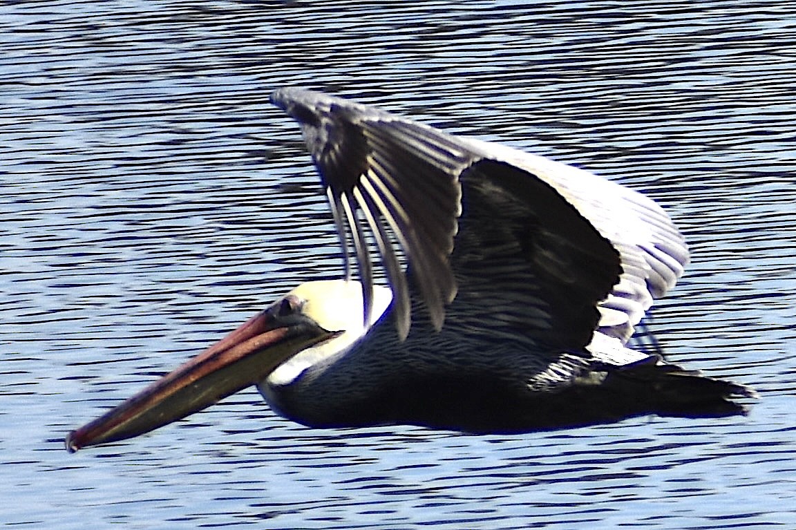 Brown Pelican - ML614296861