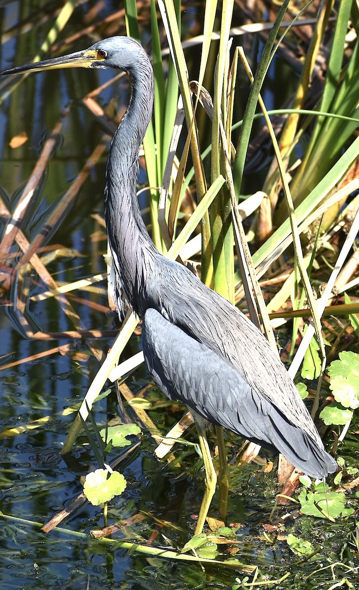 Tricolored Heron - Dale Morrow