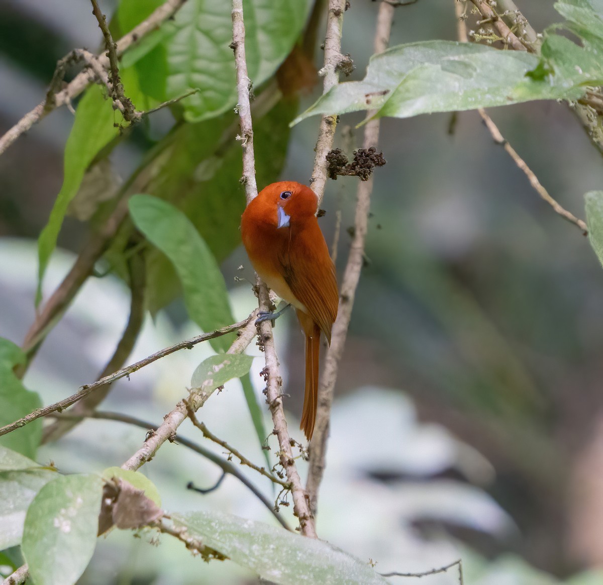 Rufous Paradise-Flycatcher - Kevin Pearce