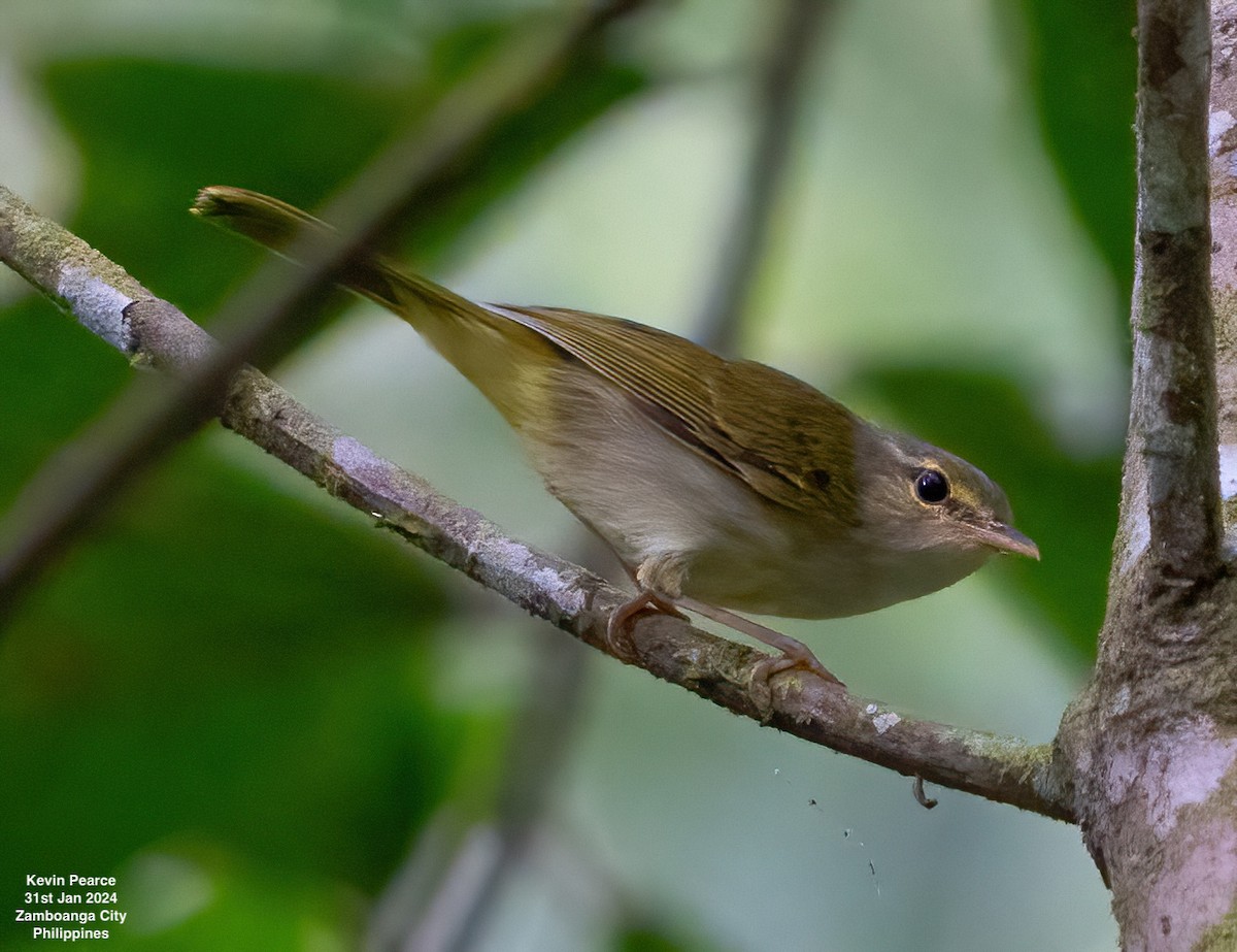 Philippine Leaf Warbler - Kevin Pearce