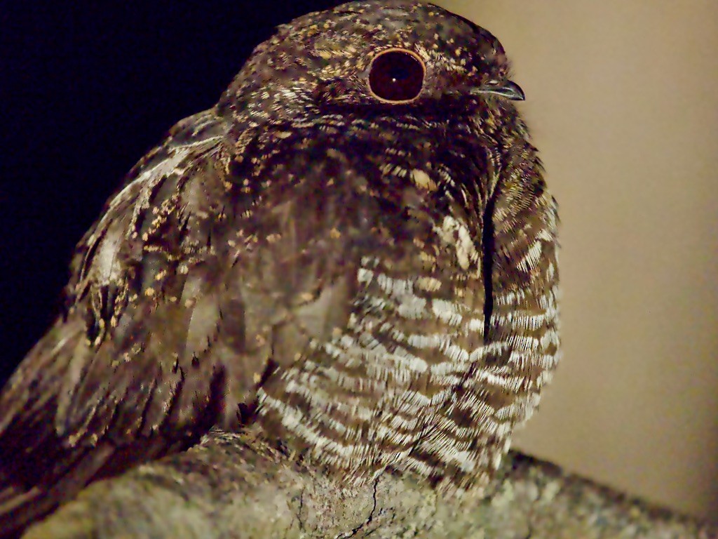 Blackish Nightjar - ML614296940