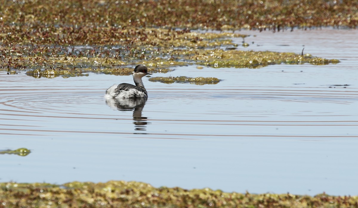 Silvery Grebe (Andean) - Richard Greenhalgh