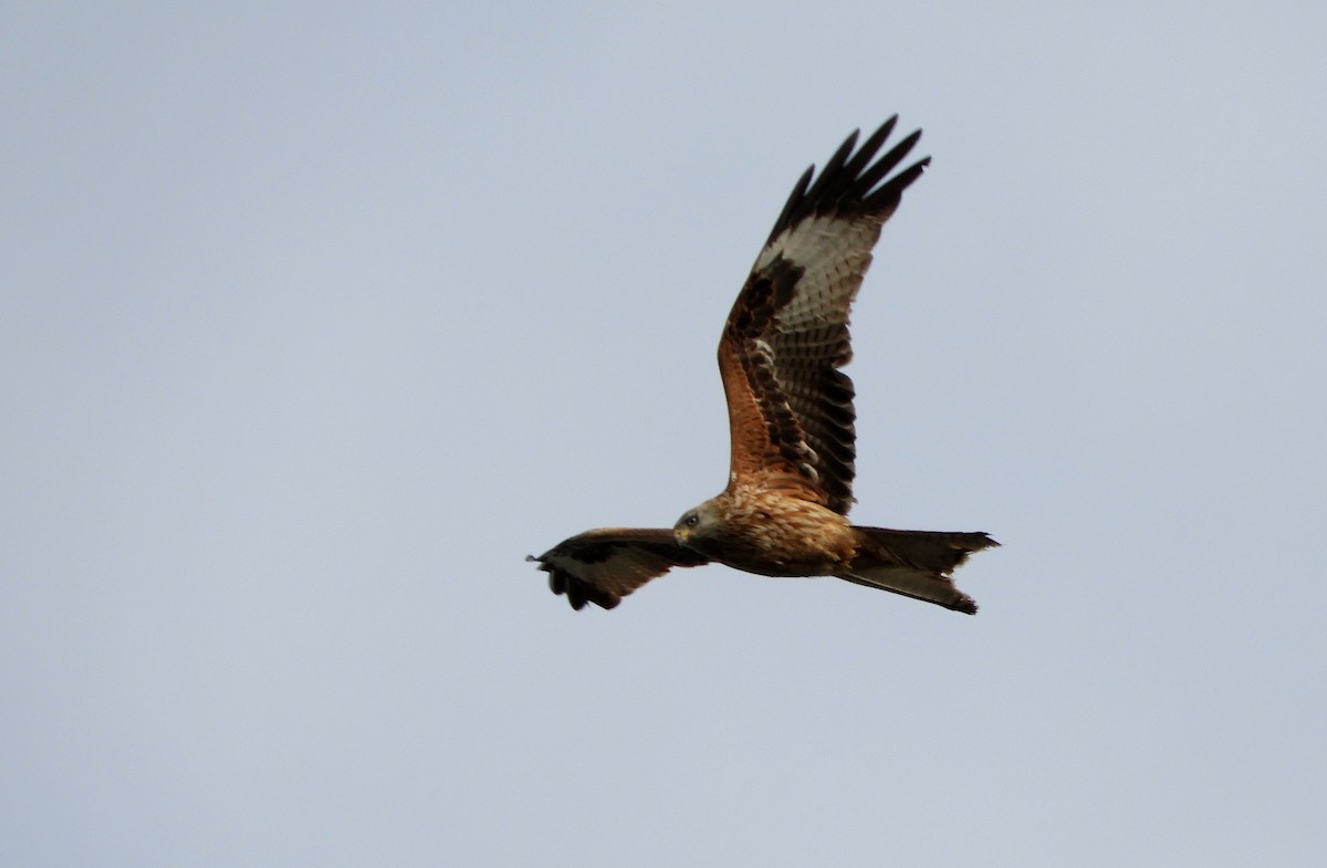 Red Kite - ML614296988