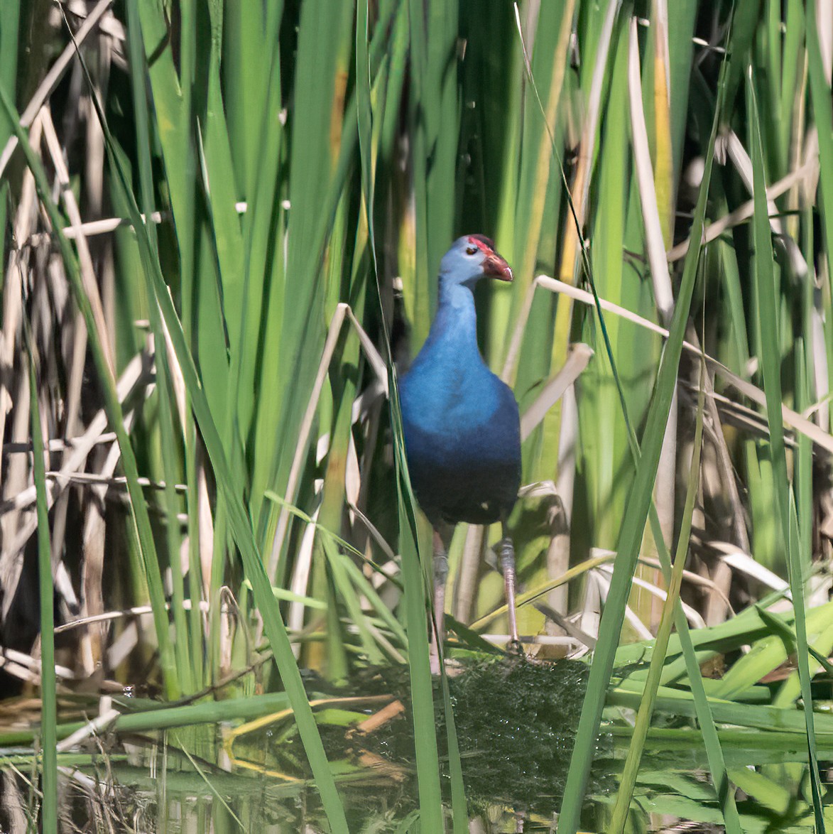 Gray-headed Swamphen - ML614297004