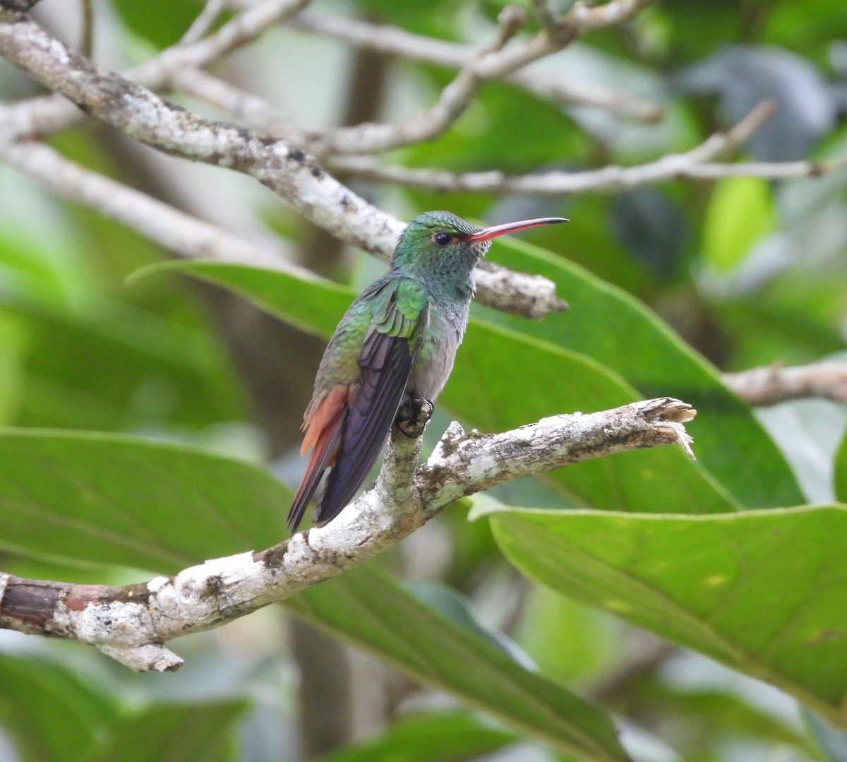 Rufous-tailed Hummingbird - Donna Millar