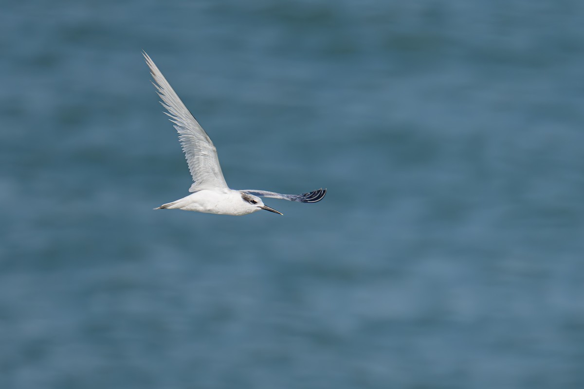 Sandwich Tern - ML614297037