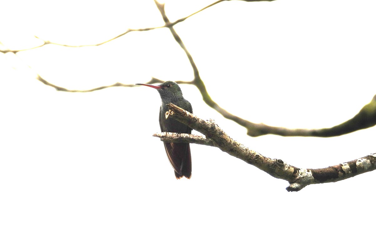 Rufous-tailed Hummingbird - ML614297042