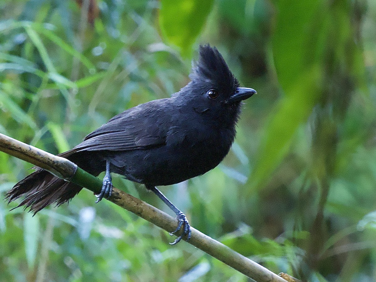 Tufted Antshrike - ML614297145