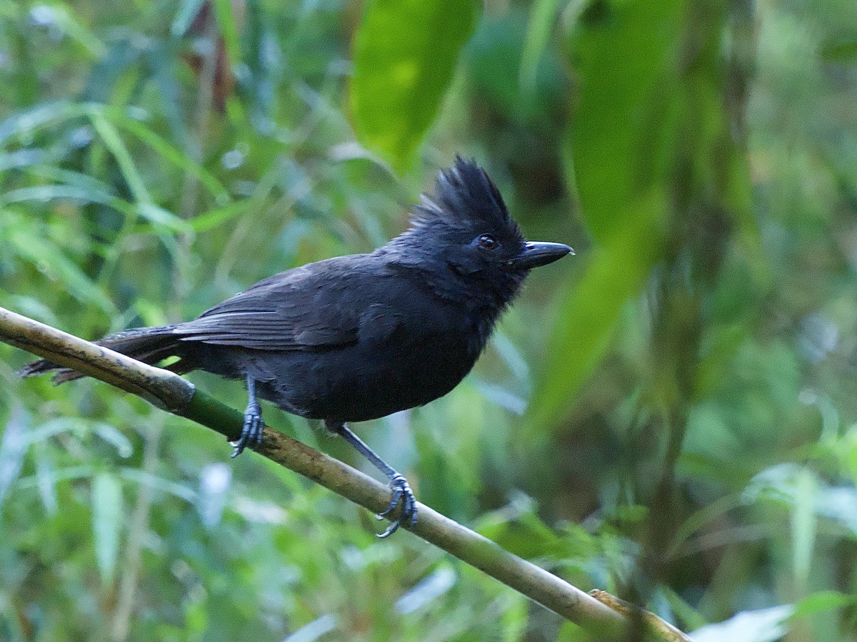 Tufted Antshrike - ML614297146