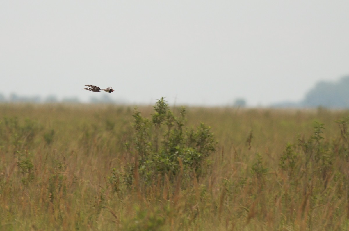 Strange-tailed Tyrant - ML614297198