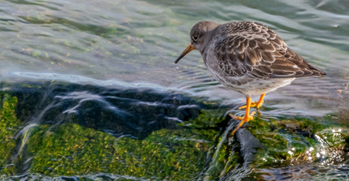 Purple Sandpiper - ML614297209