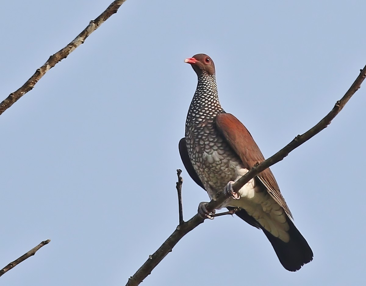 Scaled Pigeon - ML614297227