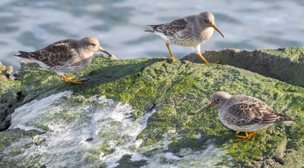 Purple Sandpiper - ML614297350