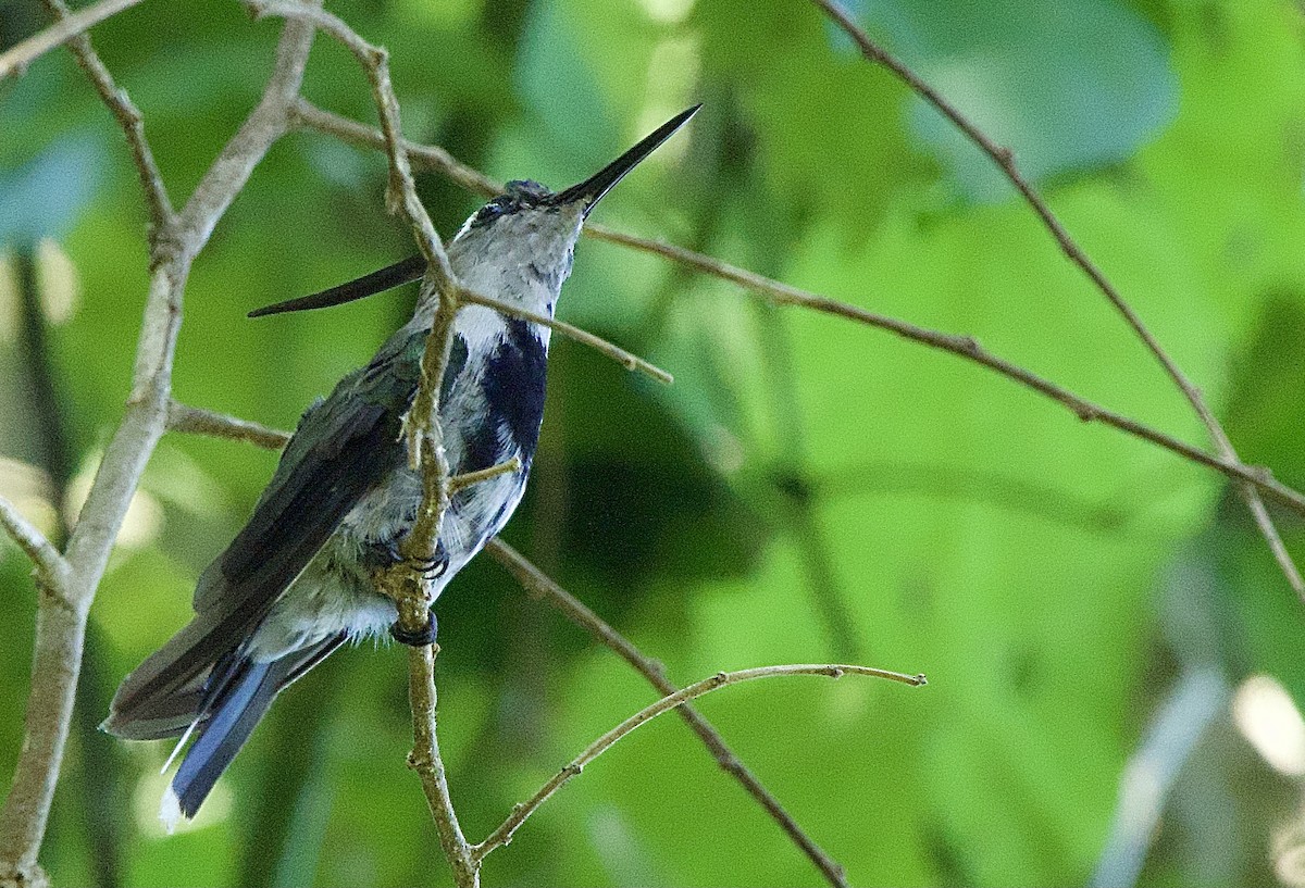 kolibřík paraguayský - ML614297356