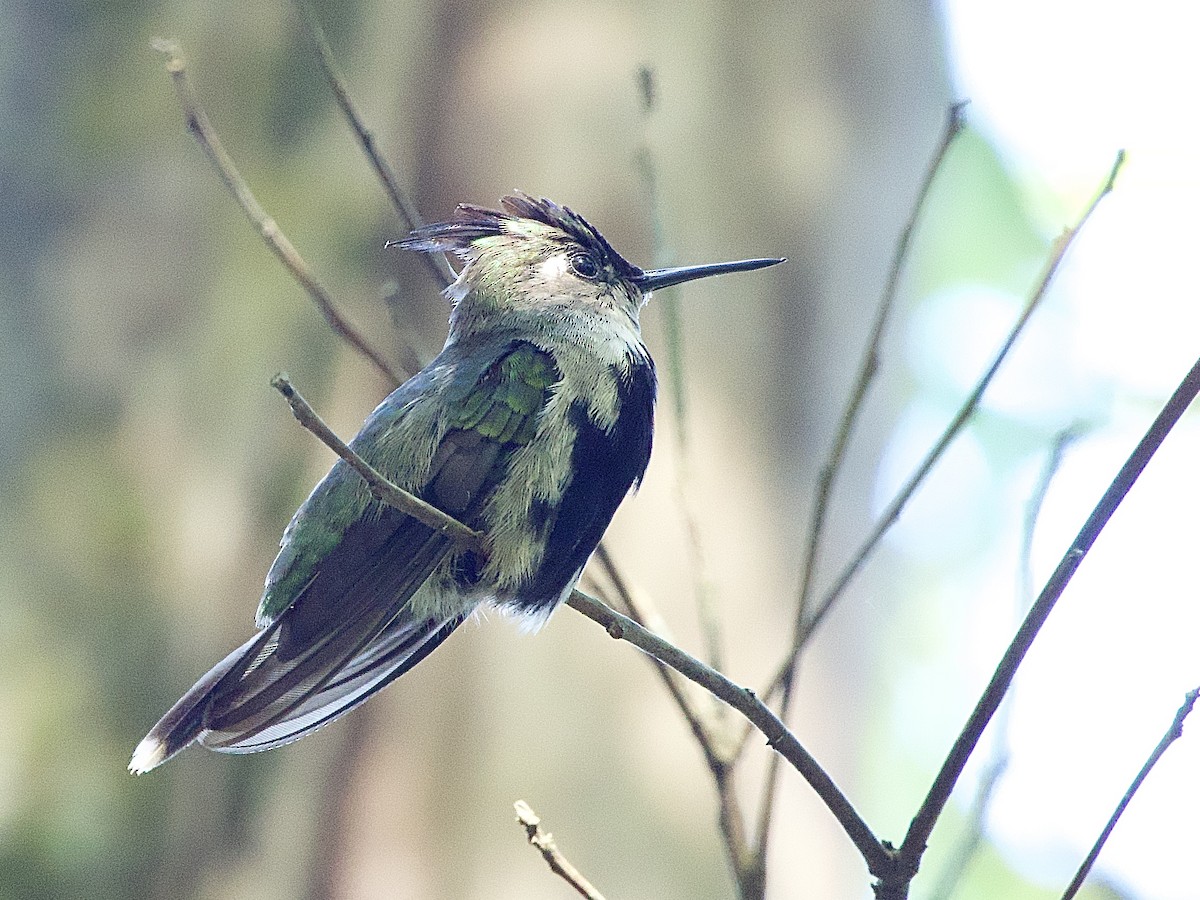 kolibřík paraguayský - ML614297357