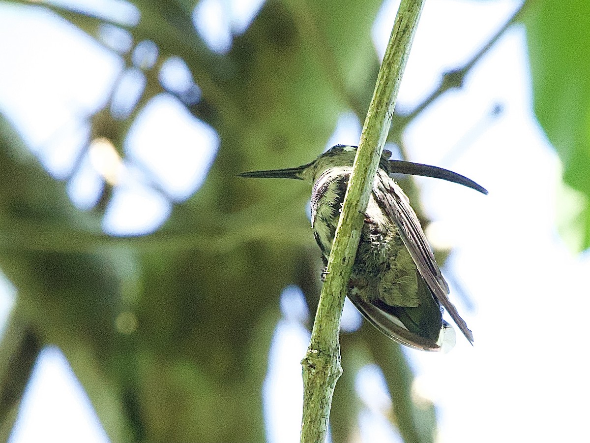kolibřík paraguayský - ML614297358