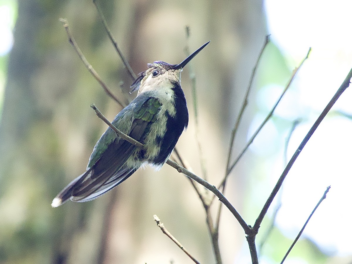 kolibřík paraguayský - ML614297359
