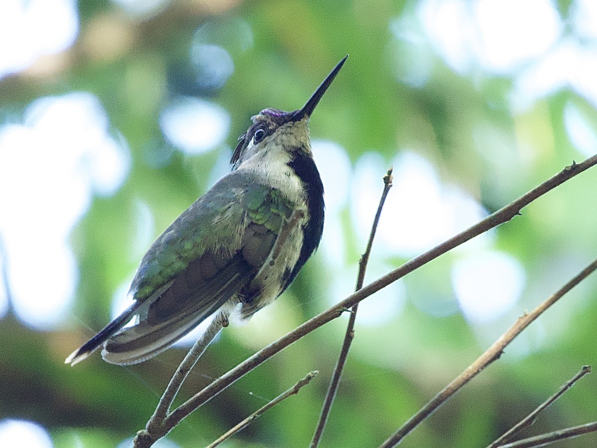 Purple-crowned Plovercrest - Craig Rasmussen