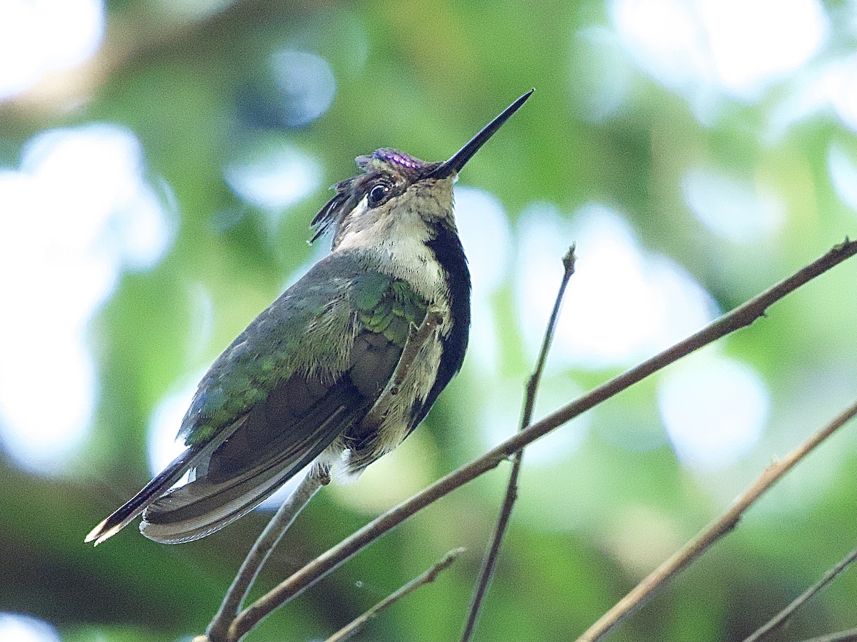 kolibřík paraguayský - ML614297361