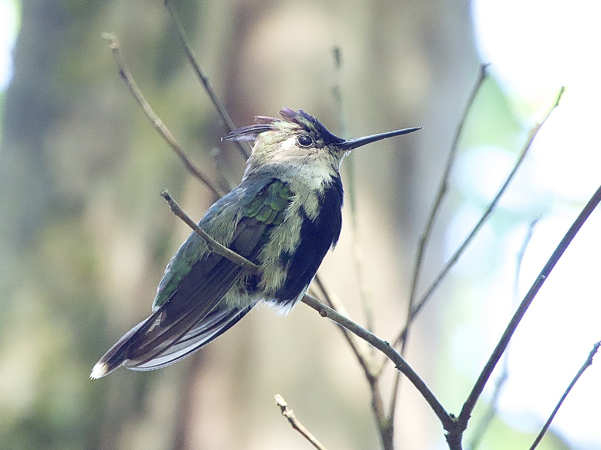 kolibřík paraguayský - ML614297362