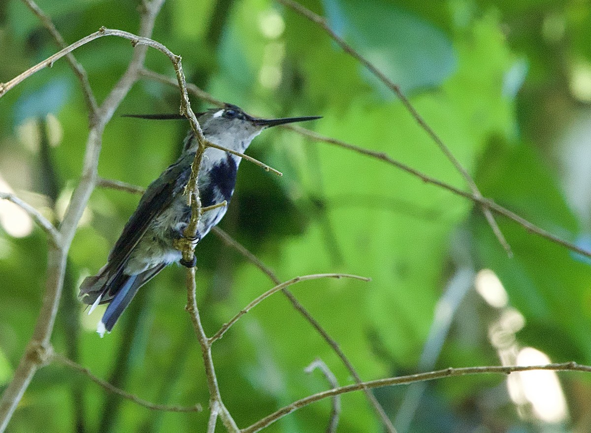 kolibřík paraguayský - ML614297363