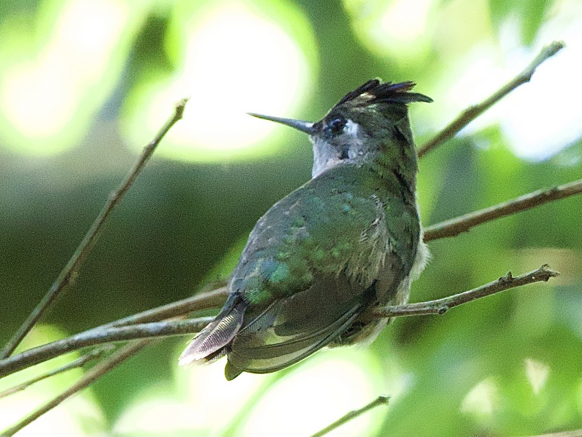kolibřík paraguayský - ML614297364