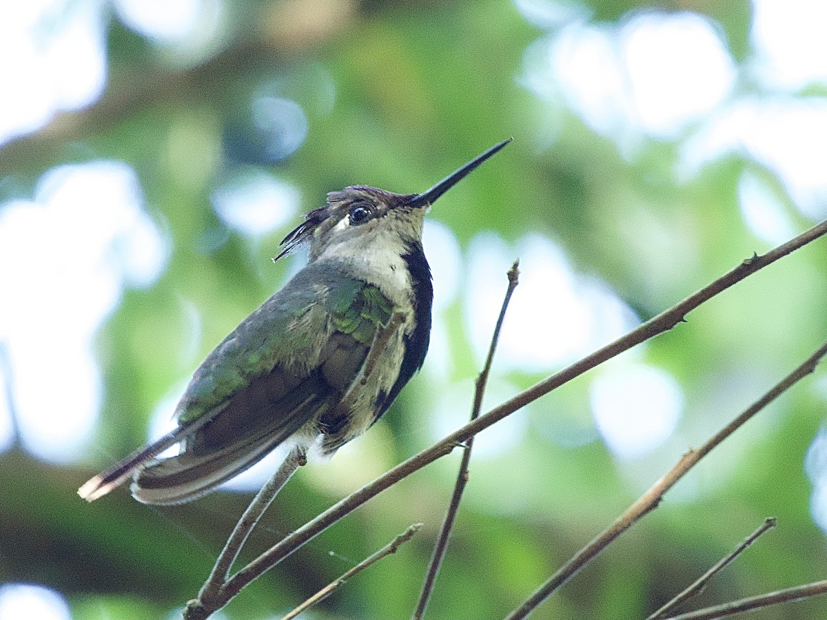 kolibřík paraguayský - ML614297365