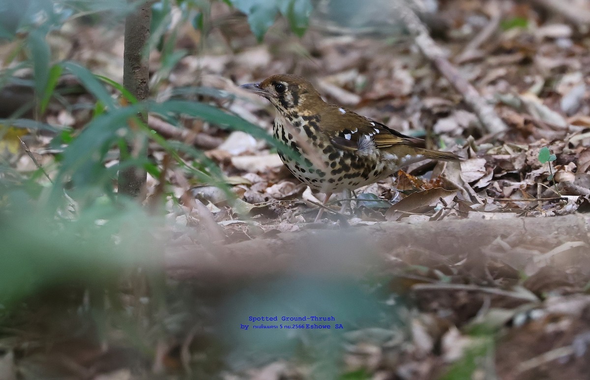 Spotted Ground-Thrush - ML614297366