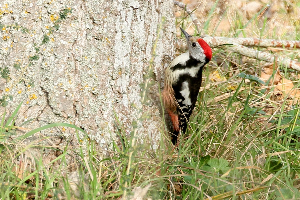 Middle Spotted Woodpecker - ML614297414