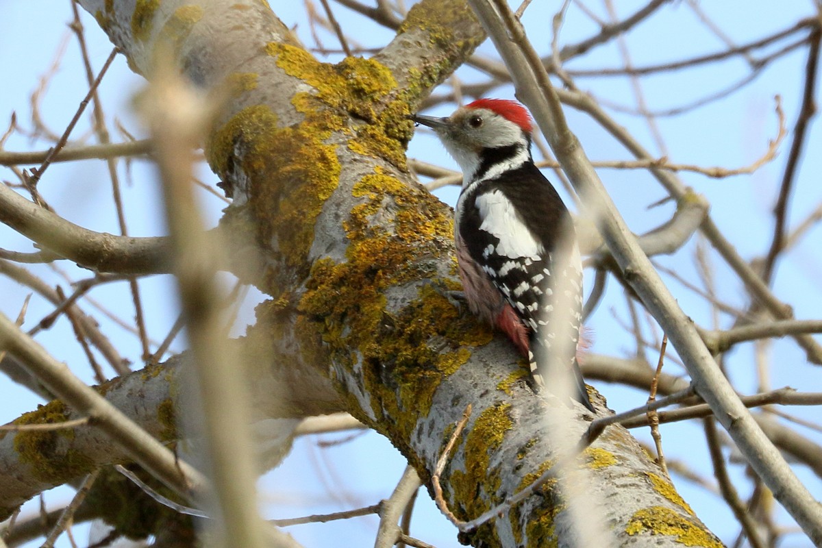 Middle Spotted Woodpecker - ML614297415