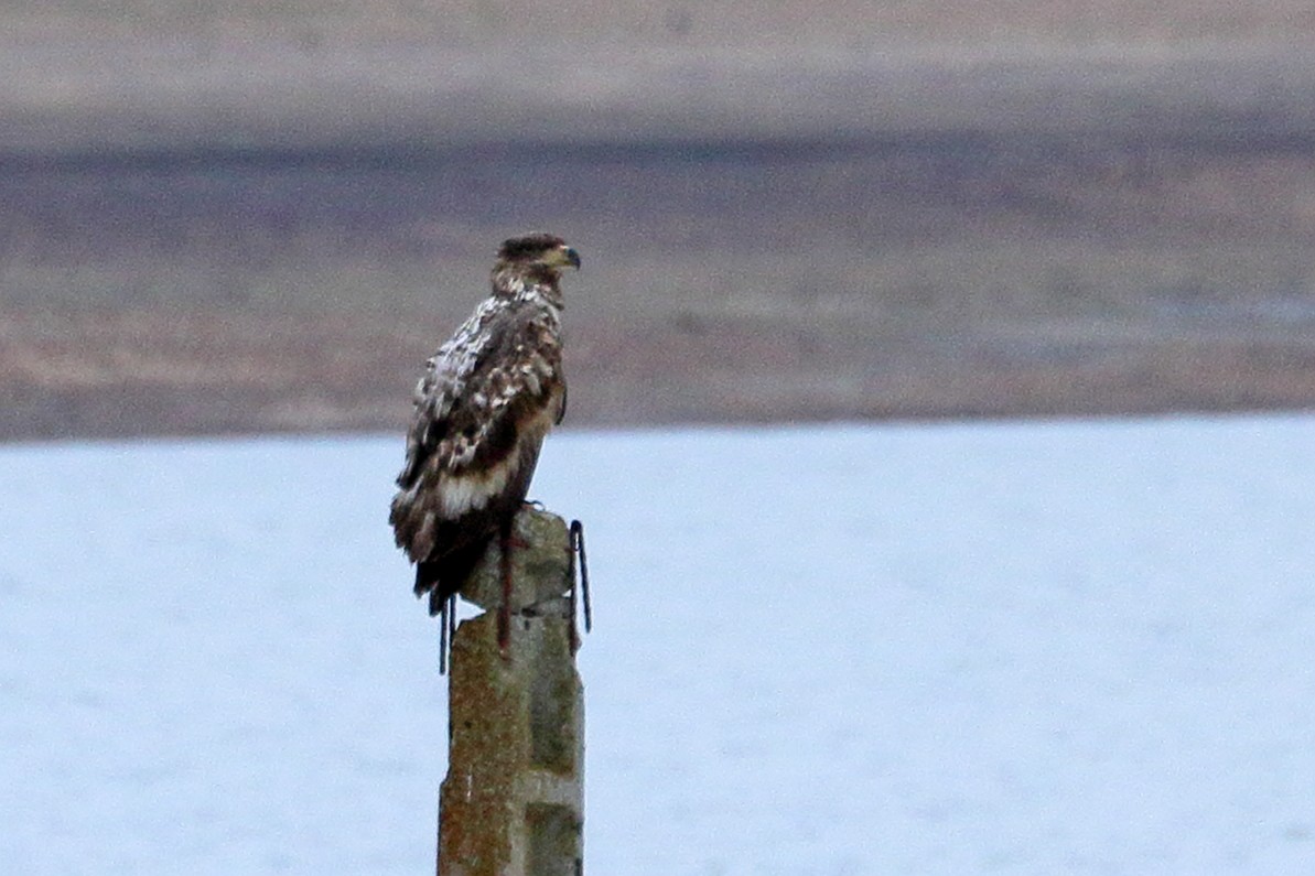 White-tailed Eagle - ML614297422