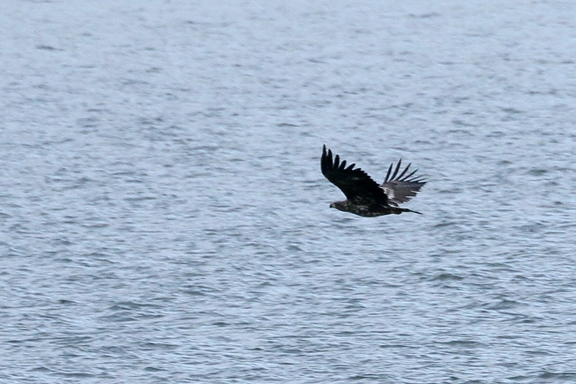 White-tailed Eagle - ML614297424