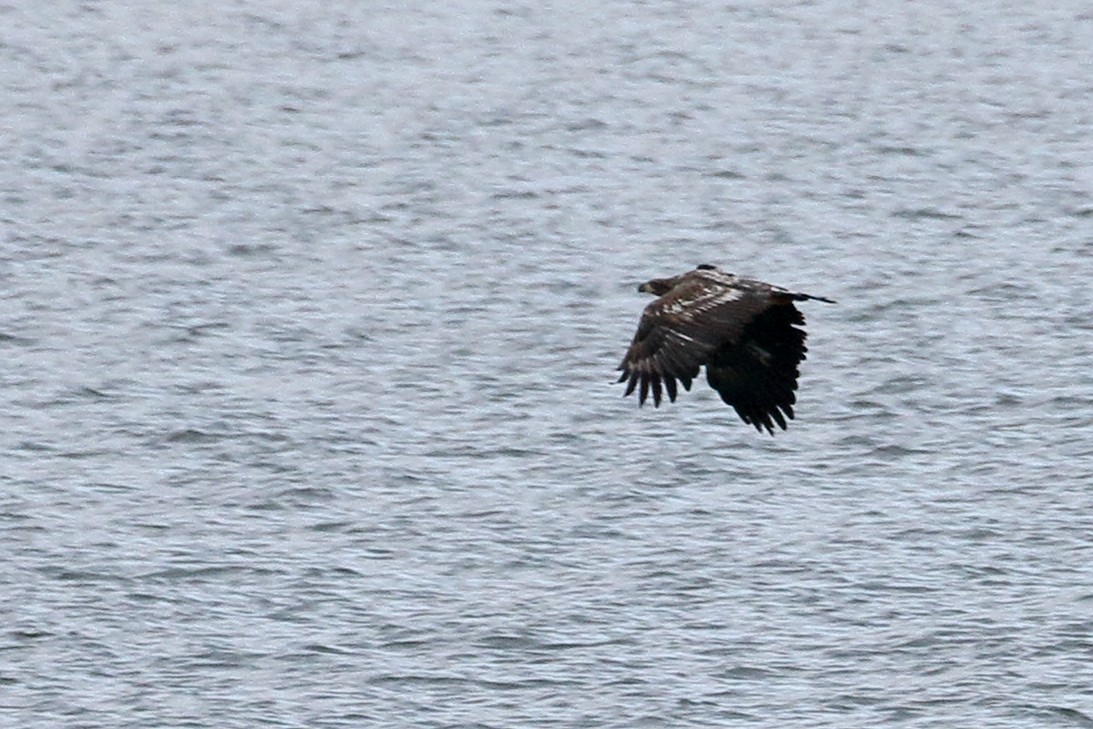 白尾海鵰 - ML614297426