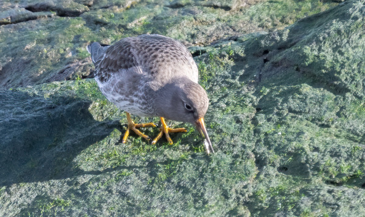 Purple Sandpiper - ML614297449