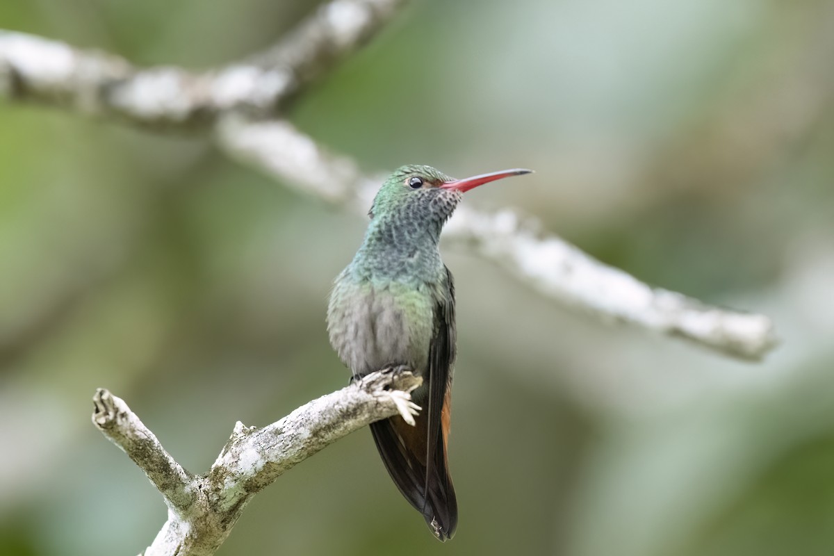 Rufous-tailed Hummingbird - ML614297451