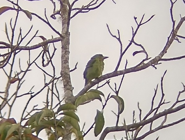 Borneobartvogel - ML614297578
