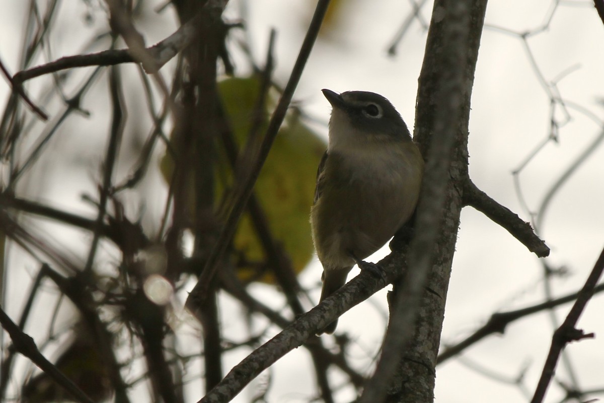 Graukopfvireo - ML614297608