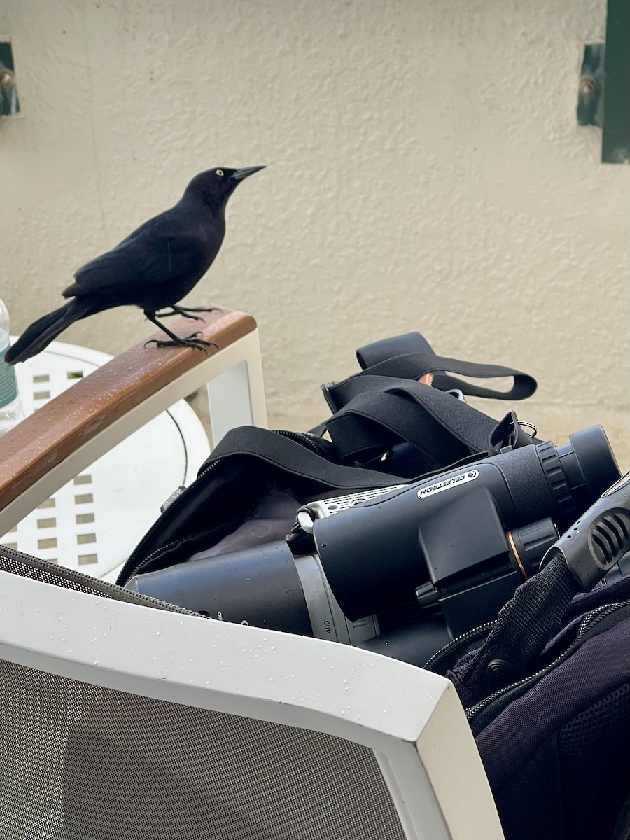 Greater Antillean Grackle - ML614297610