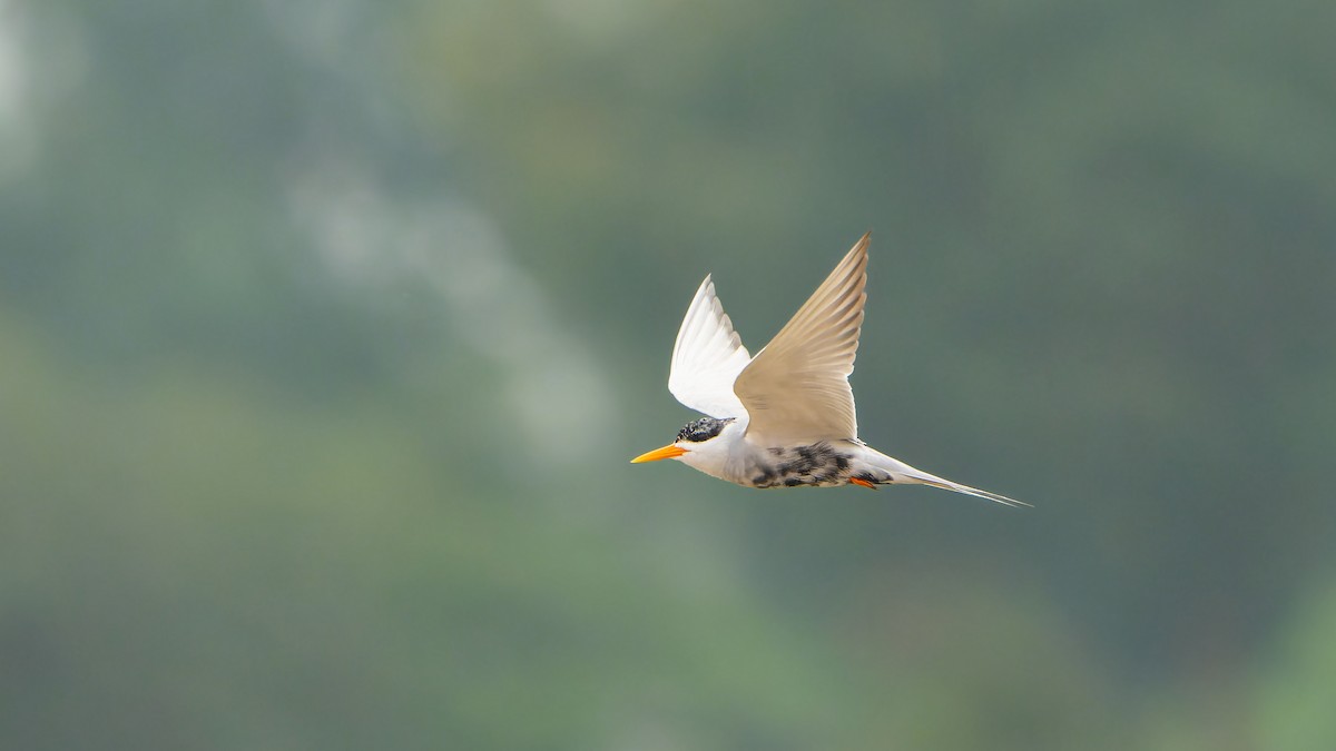 Black-bellied Tern - ML614297621