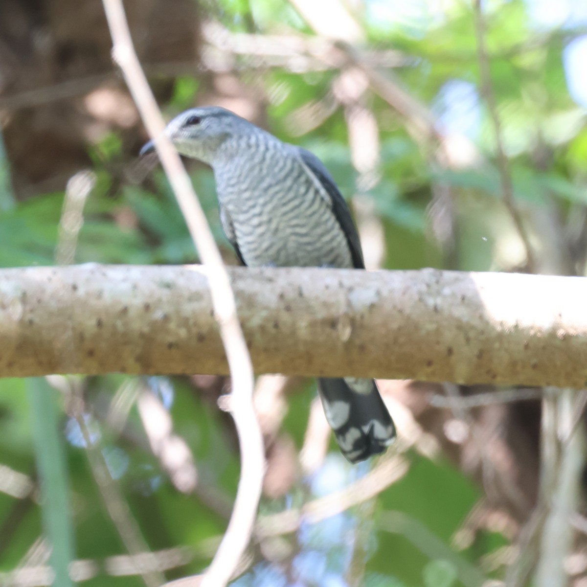 Lesser Cuckooshrike - ML614297641